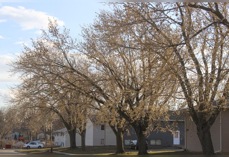 Early Buds